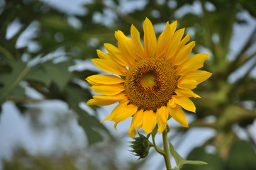 Sun Flower Blooming