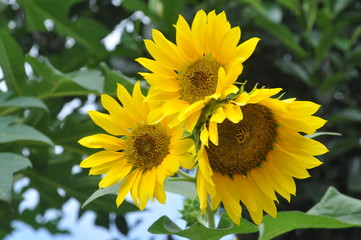 Sun Flower Blooming