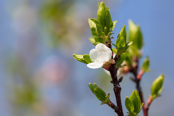 Flowers on the branches of a tree in the nature