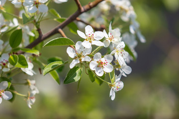 Obraz premium Flowers on the branches of a tree in the nature