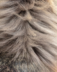 Wool on a cat as an abstract background