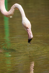 Pink flamingo drinks water in the lake