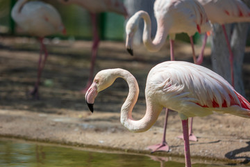 Portrait of a pink flamingo in nature