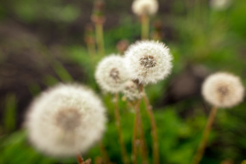 Fluffy dandelion on nature