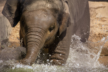 Fototapeta premium A small elephant is bathed in water