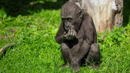 Fototapeta na wymiar Portrait of a young gorilla in the park