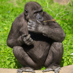 Gorilla eats a branch in the park