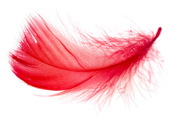 Red feather isolated on white background © schankz