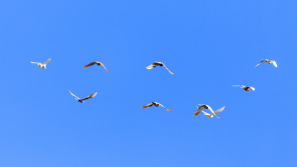 A flock of pigeons in flight against the blue sky