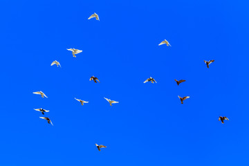 A flock of pigeons in flight against the blue sky