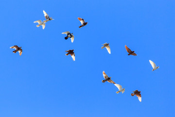 A flock of pigeons in flight against the blue sky