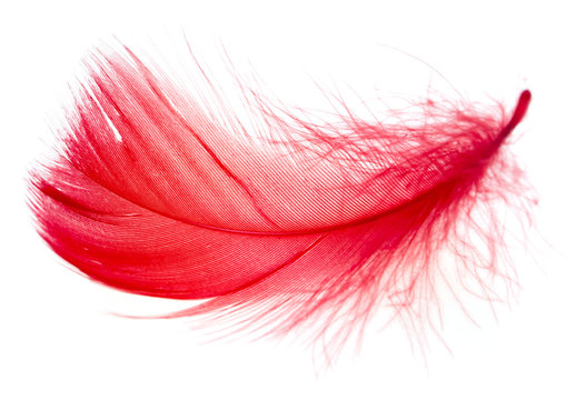 Red Feathers Images – Browse 874,764 Stock Photos, Vectors, and
