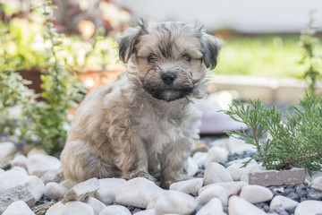 Small havanese  dog portrait in the garden