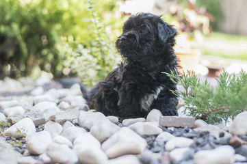 Small havanese  dog portrait in the garden