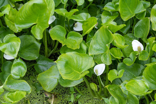 Big green leaves and white flowers of the marshy Calla plant.