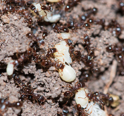 ants in the forest