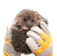 hedgehog in hands on a white background