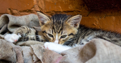 beautiful little kitten near the wall