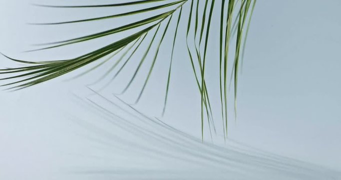 A branch of an green tropical palm tree slowly turns around the stem and leaves the frame on blue background. Smooth slow movement of a branch. Shadows from branch. Full HD video, 240fps,1080p.