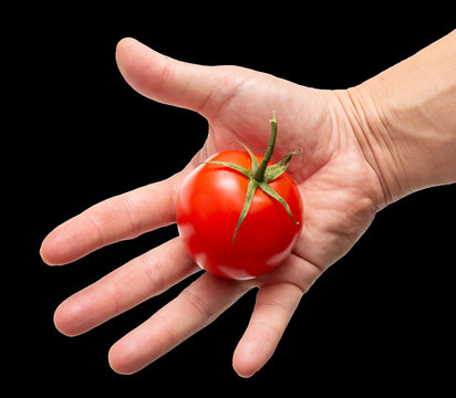 red tomatoes in a hand on a white background