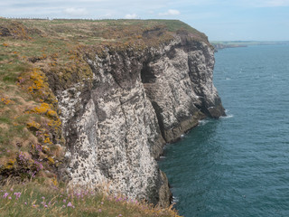 Landscape of the spectacular cliffs at Fowlsheugh,Scotland