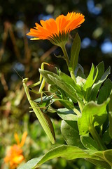 Praying Mantis on a flower of Calendula