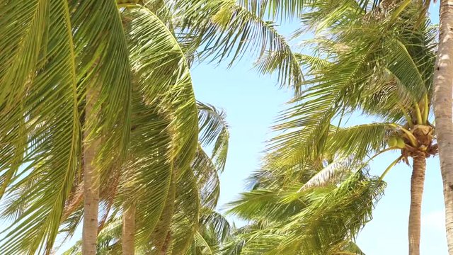 Green palm tree waving on wind at summer beach on background blue sky. Coconut palm trees on clear sky backdrop.