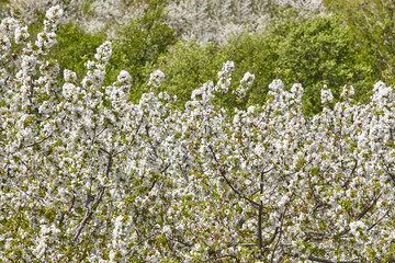Cherry blossom in Jerte Valley, Caceres. Spring in Spain