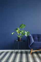 Part of a dark sofa next to a monstera deliciosa plant standing on a table against monochromatic navy blue wall in contemporary living room interior. Checkerboard floor. Copy space. Real photo