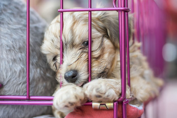 Cute baby dog,puppy in a cage
