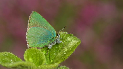 Callophrys paulae  56