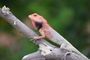 red lizard