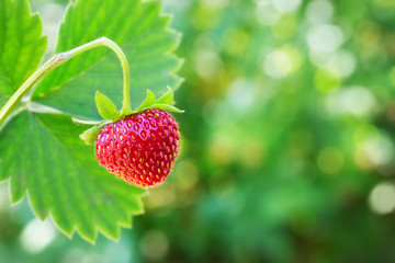 ripe strawberry on the bush