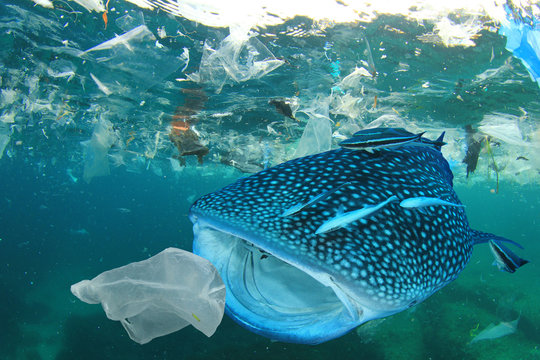 Plastic ocean pollution. Whale Shark filter feeds in polluted ocean, ingesting plastic   