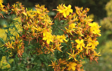 blooming St. John's Wort