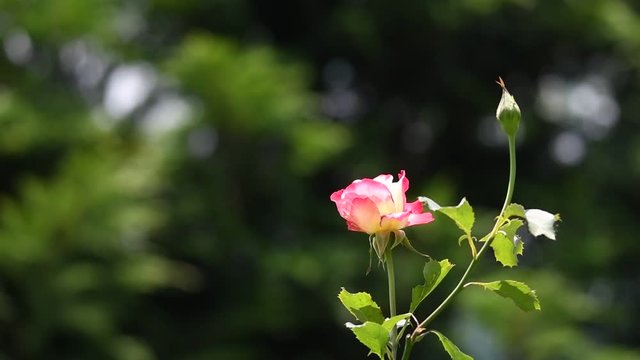 新緑、薔薇の花、背景イメージ素材、スローモーション撮影