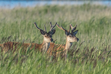 junghirsche im schilf