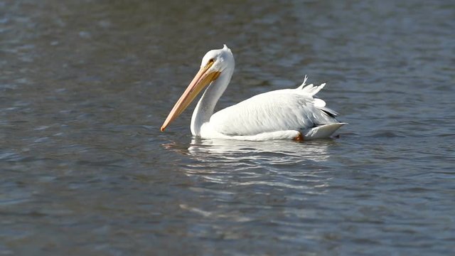 Slow motion clip of a white pelican swimming in a lake or pond.