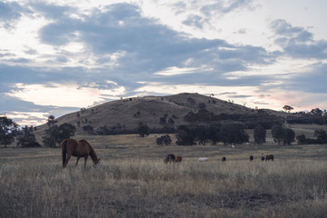 Horses in field