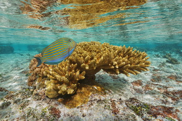 Naklejka premium Koral z kolorową rybą tropikalną (pokrytą surgeonfish) w płytkiej wodzie, laguna wyspy Tahaa, Ocean Spokojny, Polinezja Francuska