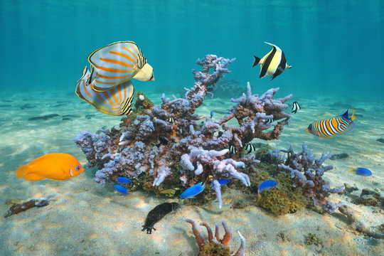 Colorful tropical fishes with Montipora coral underwater, Pacific ocean, Polynesia, Cook islands
