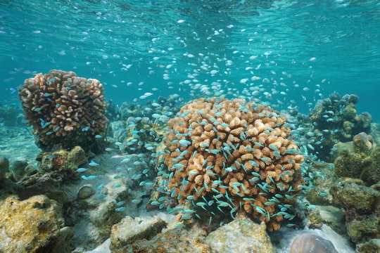 Corals and a shoal of small blue fish underwater ( blue-green chromis damselfish and cauliflower coral), Pacific ocean, Polynesia, Cook islands