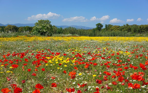 Field of wild flowers in Spain with poppies, corn marigold and corn chamomile, Alt Emporda, Girona, Catalonia