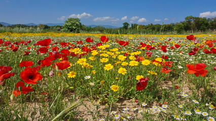 Fototapeta na wymiar Spain wild flowers in a field with poppies, corn marigold and corn chamomile, Alt Emporda, Girona, Catalonia