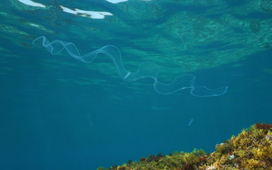 Transparent animal a venus girdle comb jelly, swims underwater in the Mediterranean sea, natural...
