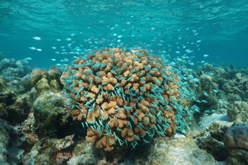 Naklejka na ściany i meble Underwater a shoal of fish blue-green chromis around cauliflower coral, Pacific ocean, Polynesia, Cook islands