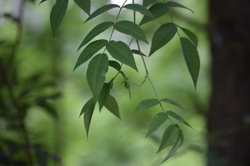 leaves