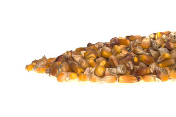 corn isolated on white background