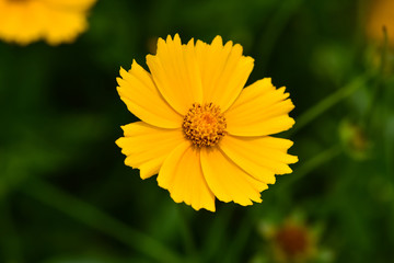 Beautiful wild flowers Cosmos on a summer day. Meadow flower (Nature, Backgrounds, Textures)