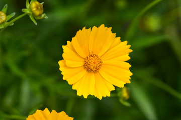 Beautiful wild flowers Cosmos on a summer day. Meadow flower (Nature, Backgrounds, Textures)